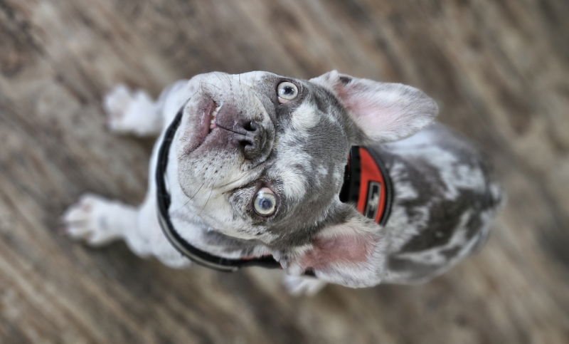 Wyatt (Special Needs) - Photo 7