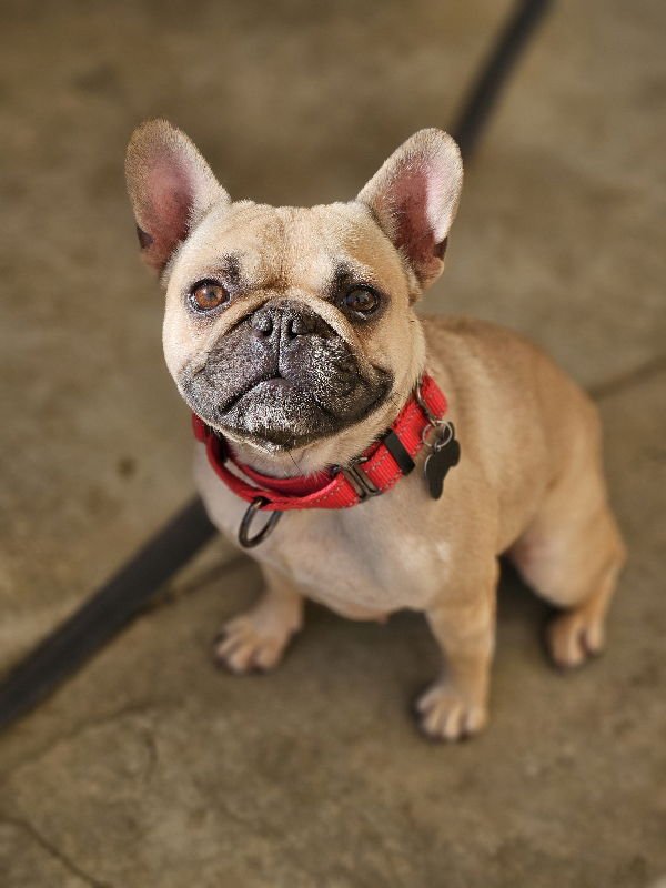 JINX - French Bulldog available for adoption