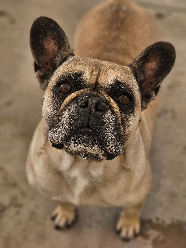 LINDA (SPECIAL NEEDS) IVDD - French Bulldog available for adoption