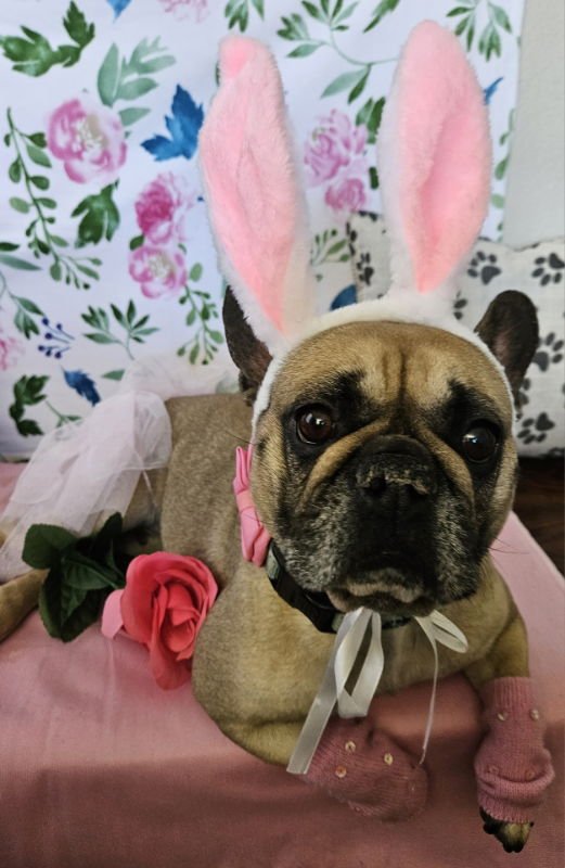 Linda (Special Needs) IVDD - Photo 4