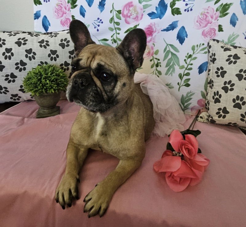 Linda (Special Needs) IVDD - Photo 5