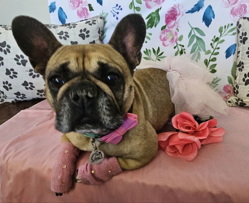 Linda (Special Needs) IVDD - Photo 6