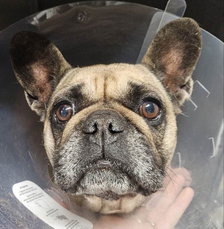 Linda (Special Needs) IVDD - Photo 7