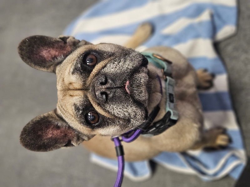 Linda (Special Needs) IVDD - Photo 8