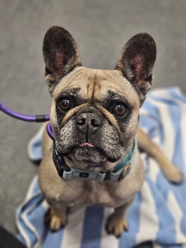 Linda (Special Needs) IVDD - Photo 9