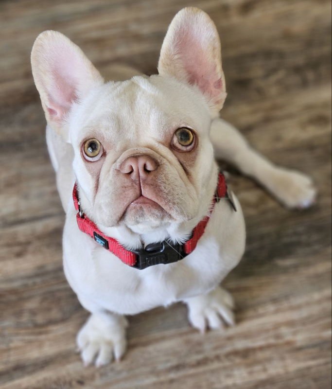 TWINKIE - French Bulldog available for adoption