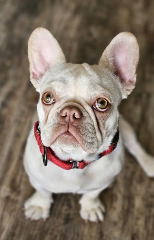 TWINKIE - French Bulldog available for adoption