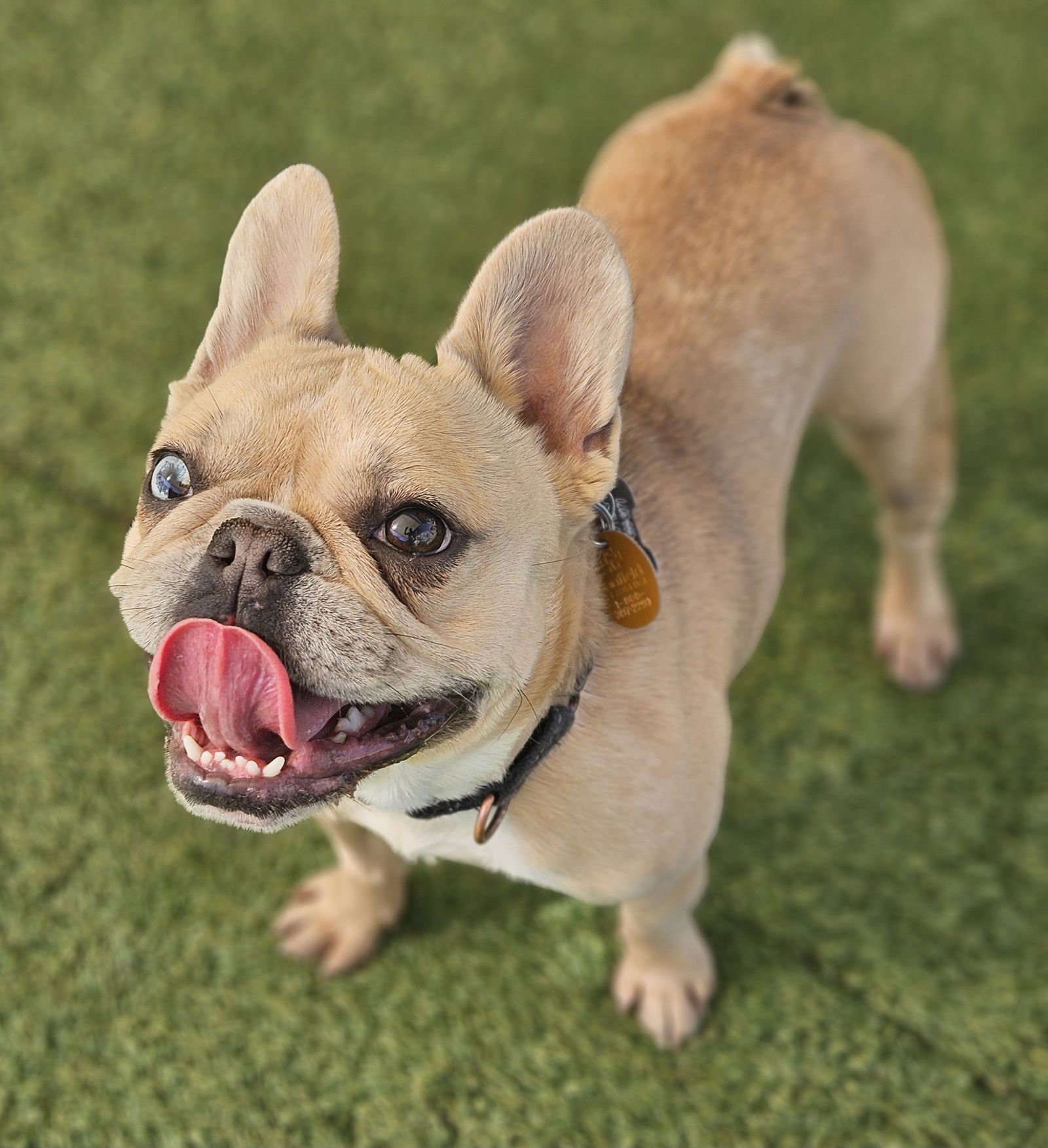 SAILOR (SPECIAL NEEDS) - French Bulldog available for adoption