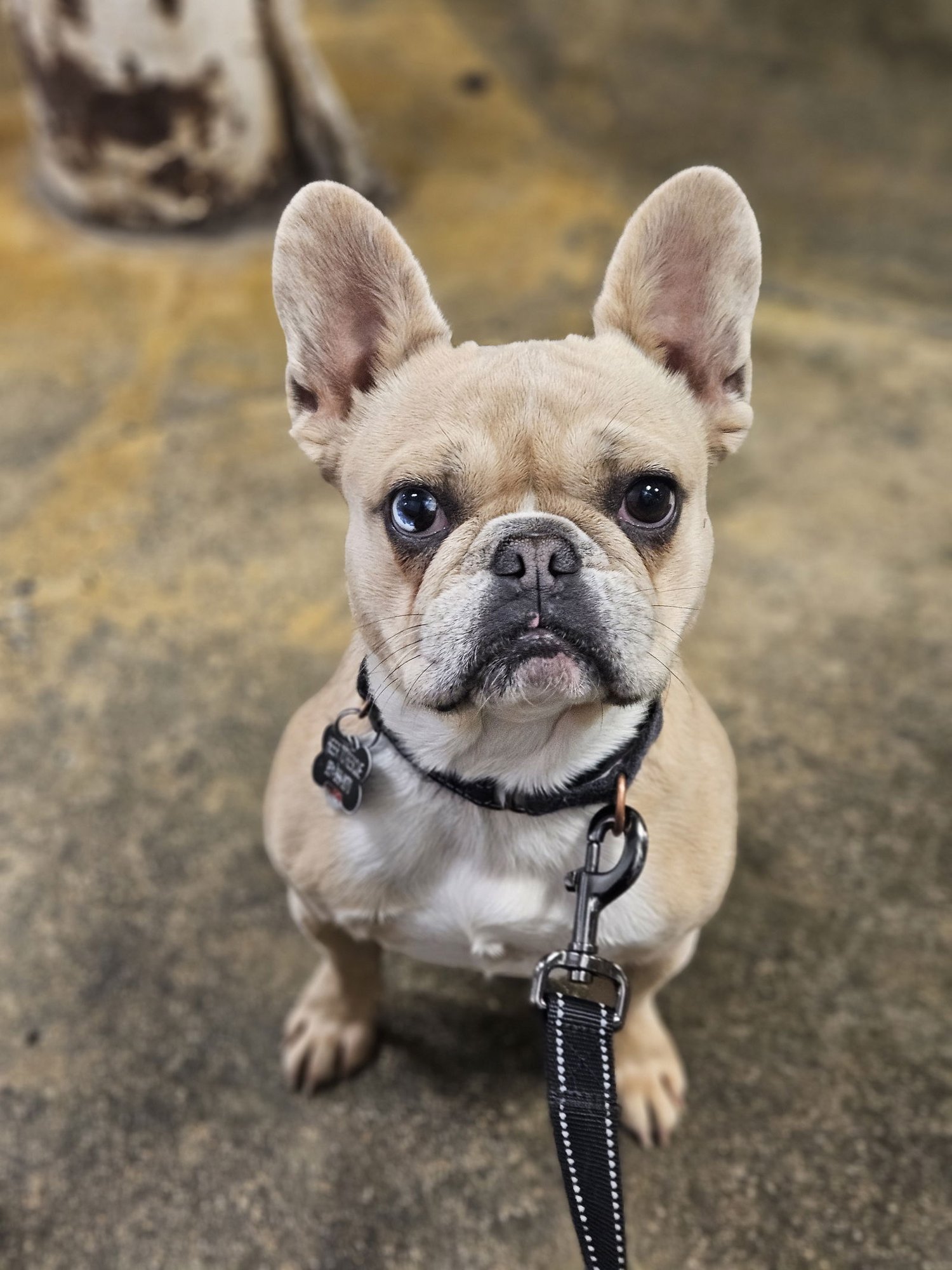 Sailor (Special Needs) - Photo 4