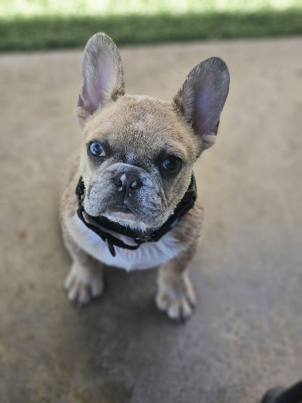 Sailor (Special Needs) - Photo 5