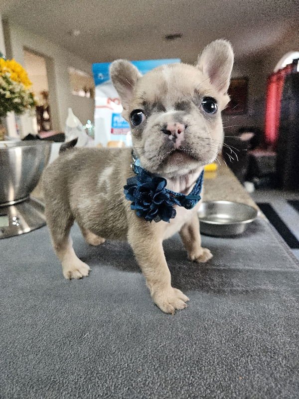 Sailor (Special Needs) - Photo 6