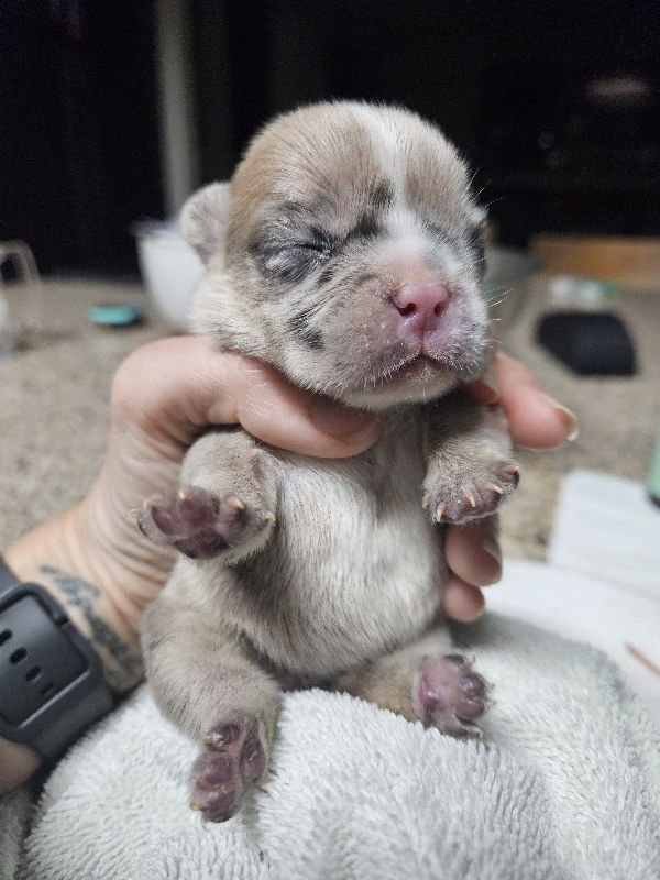 Sailor (Special Needs) - Photo 7