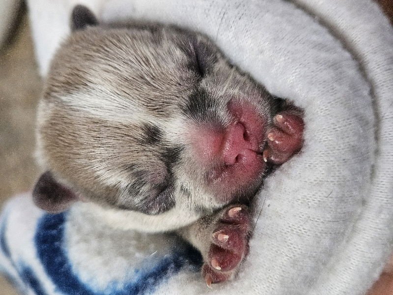 Sailor (Special Needs) - Photo 8