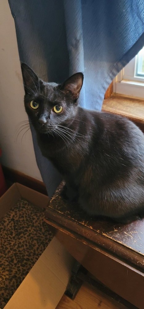 GNOCCHI - American Shorthair available for adoption