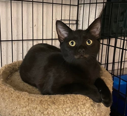 GNOCCHI - American Shorthair available for adoption