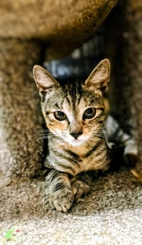 Pixel - Photo 1