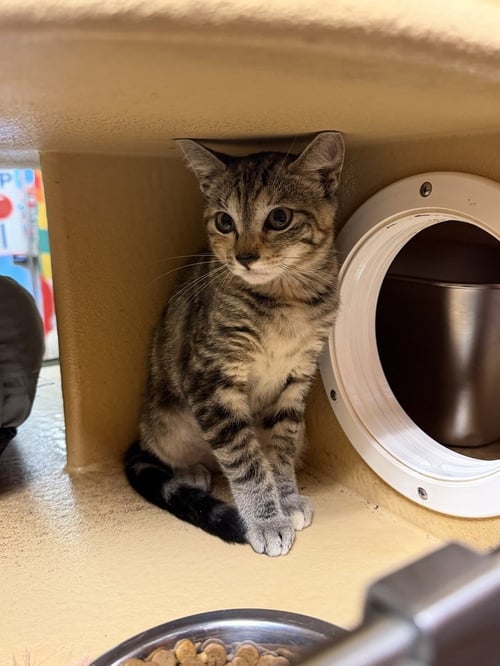 PIXEL - Domestic Short Hair available for adoption