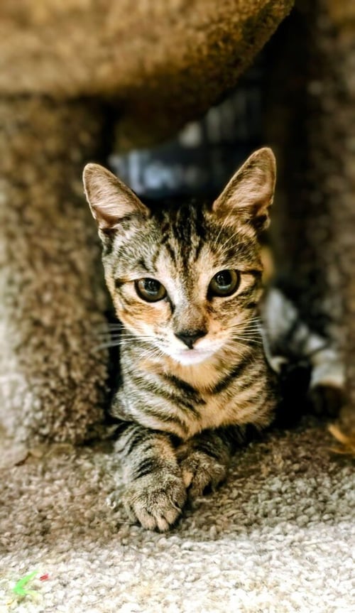 PIXEL - Domestic Short Hair available for adoption