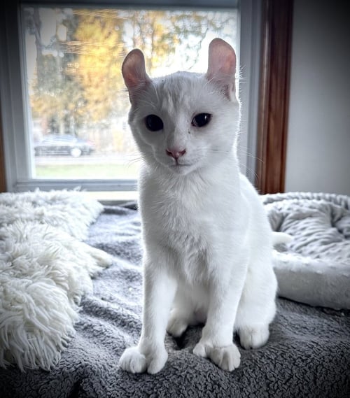 PUFF - American Curl available for adoption