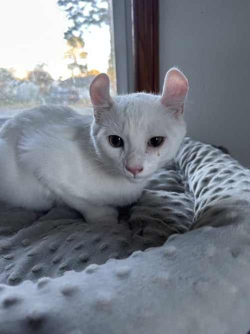 PUFF - American Curl available for adoption