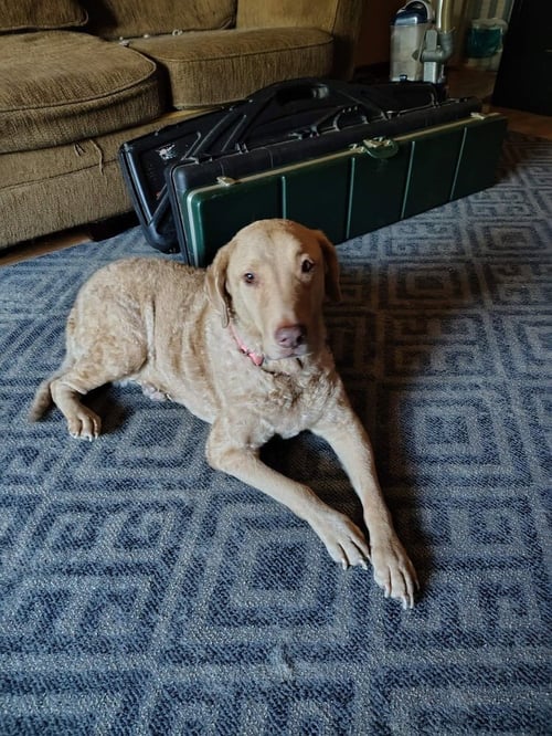 LIBERTY - Chesapeake Bay Retriever available for adoption