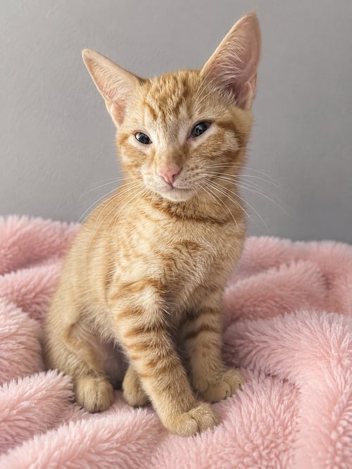 MUPPET - Domestic Short Hair available for adoption
