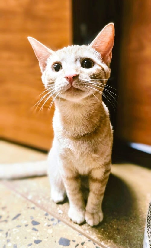 MUPPET - Domestic Short Hair available for adoption