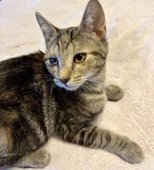 RILEY - Domestic Short Hair available for adoption