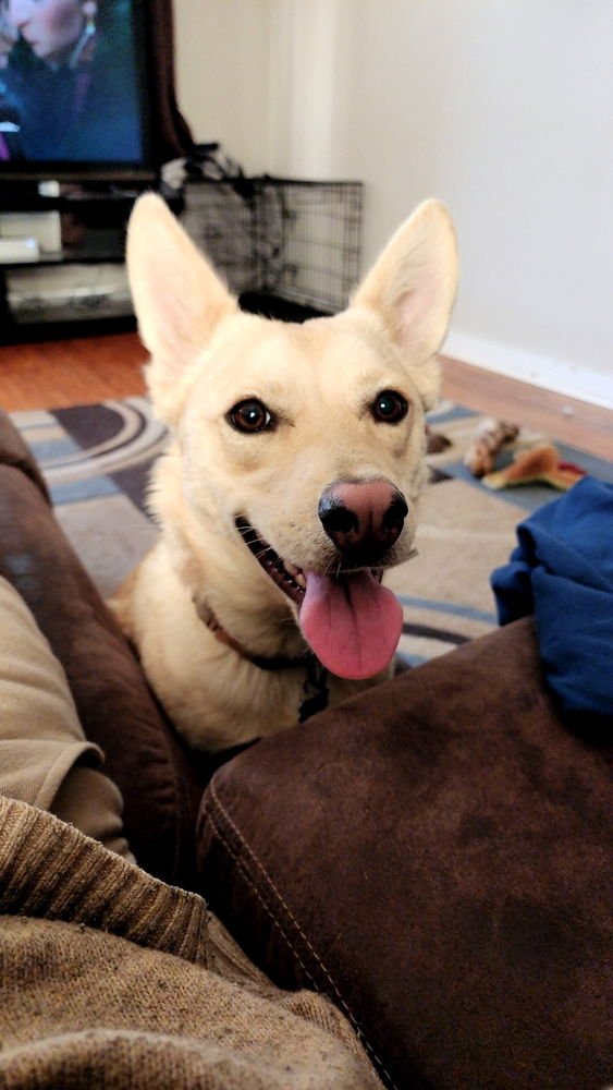 CHLOE - Siberian Husky for adoption in Hampton