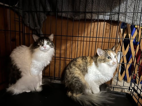 MAPLE - Domestic Medium Hair available for adoption