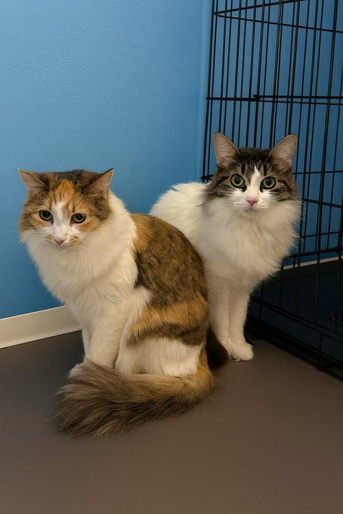 MAPLE - Domestic Medium Hair available for adoption