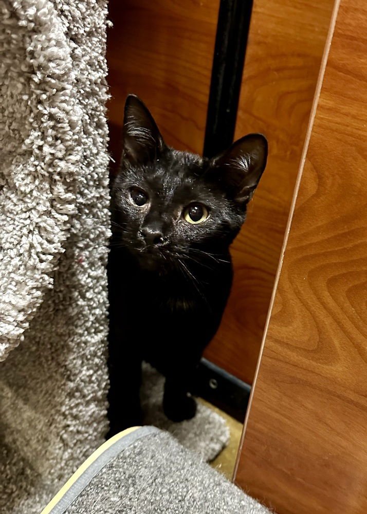 ROWE - Domestic Short Hair available for adoption