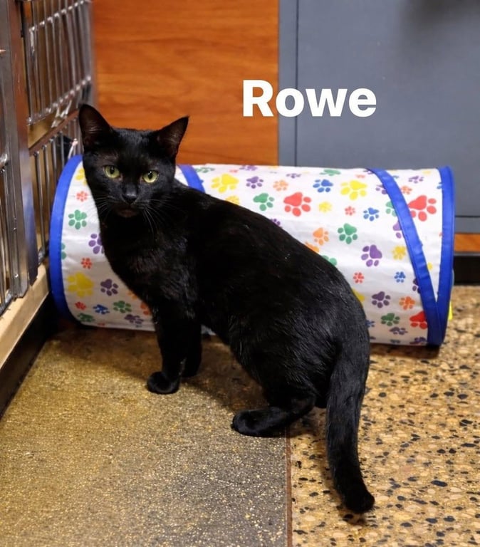 Rowe Image