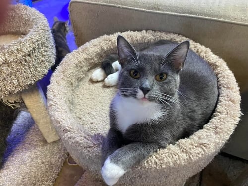 BITSY - Domestic Short Hair available for adoption