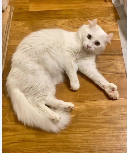 NOODLE - American Curl / Extra-Toes Cat (Hemingway Polydactyl) available for adoption