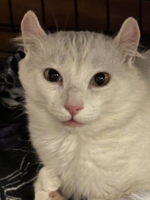 NOODLE - American Curl / Extra-Toes Cat (Hemingway Polydactyl) available for adoption