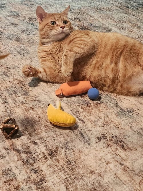 BOWIE - Domestic Short Hair / British Shorthair available for adoption