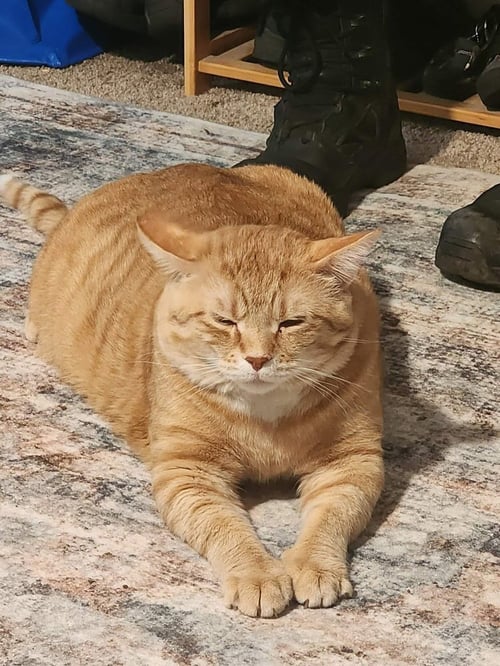 BOWIE - Domestic Short Hair / British Shorthair available for adoption