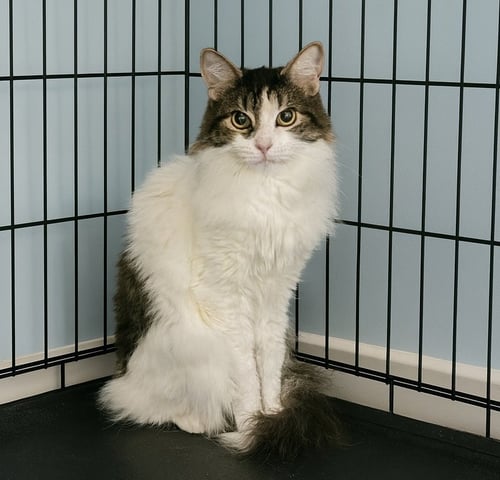 CHOPSTICK - Domestic Medium Hair available for adoption
