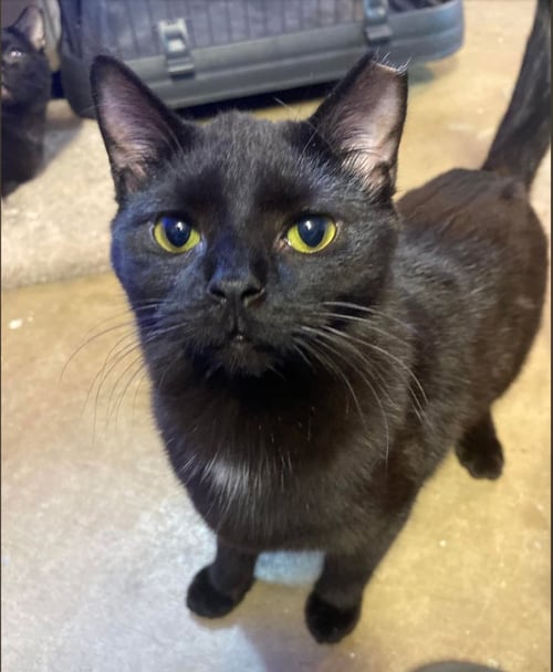 SIRIUS - Domestic Short Hair available for adoption
