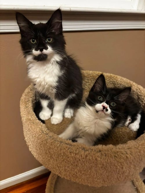 GOJI BERRY - Domestic Medium Hair available for adoption