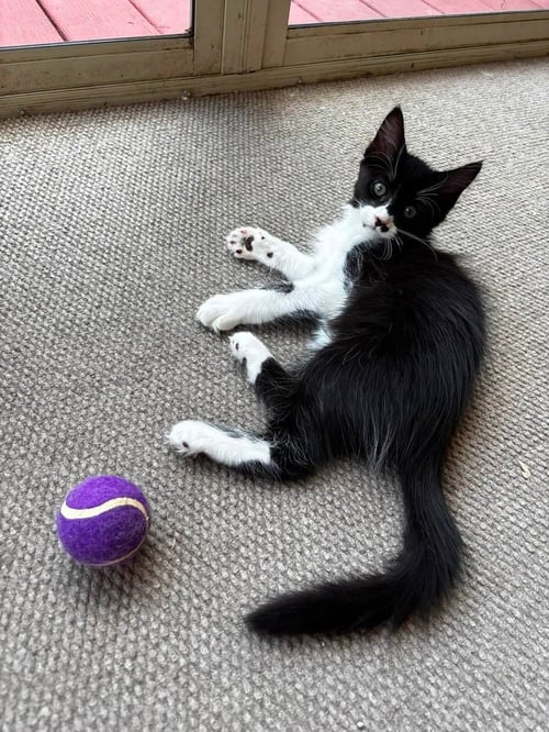 GOJI BERRY - Domestic Medium Hair available for adoption