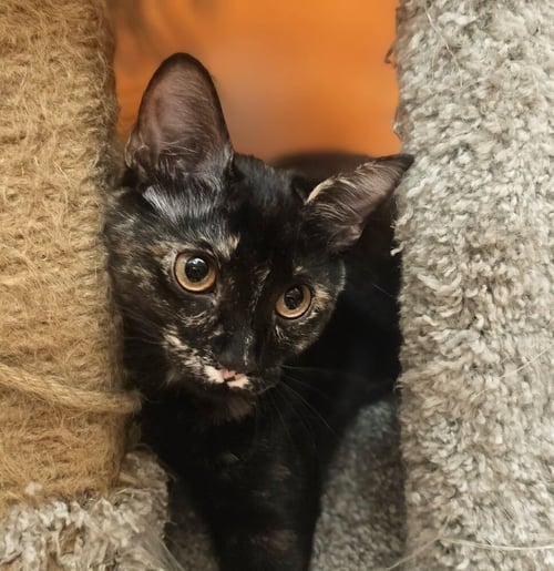 MYRTLE - Domestic Short Hair available for adoption