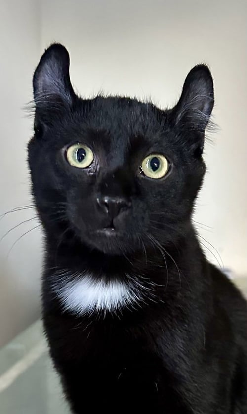 PUDDIN - American Curl available for adoption