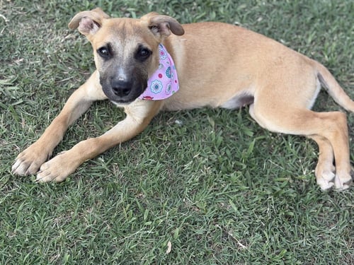 SWISS MISS - Shepherd / Hound available for adoption