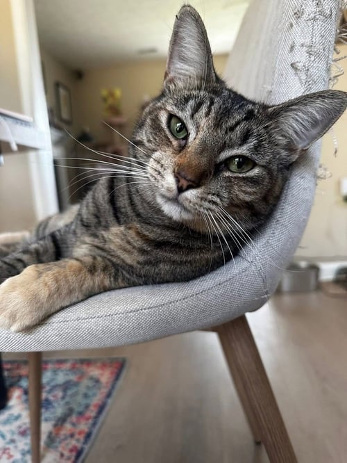CORALINE - Domestic Short Hair available for adoption