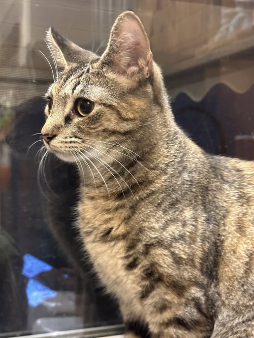 CORALINE - Domestic Short Hair available for adoption