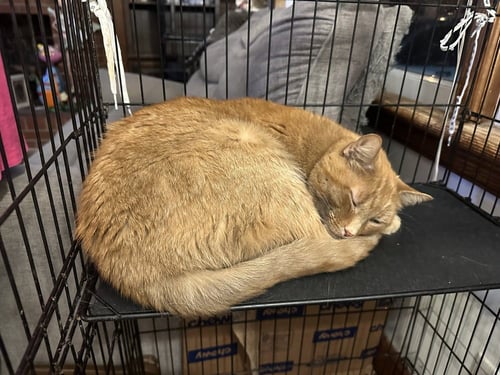 CHEETO - Domestic Short Hair available for adoption