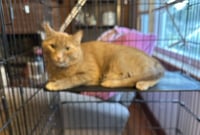 Cheeto - Photo 3