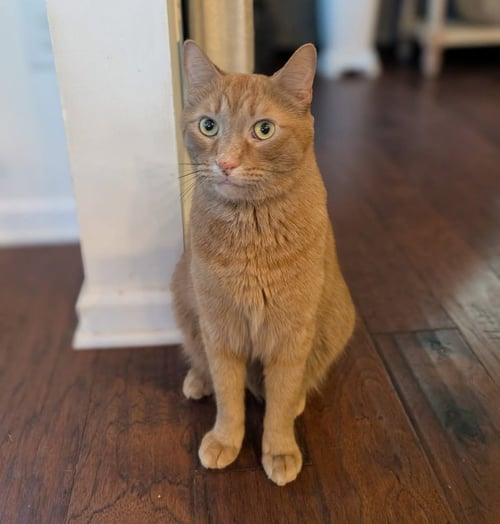 CHEETO - Domestic Short Hair available for adoption